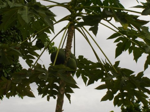 Pawpaw tree